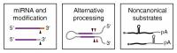 Three Major Findings Obtained from DROSHA fCLIP-seq Experiments