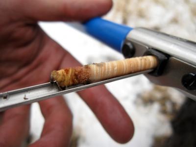 Sampling a Tree