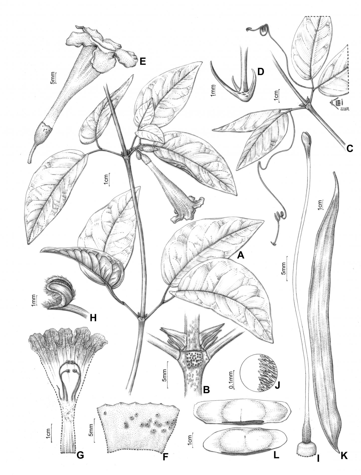 <em>Pachyptera linearis</em>