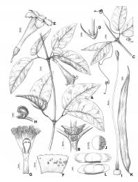 <em>Pachyptera linearis</em>