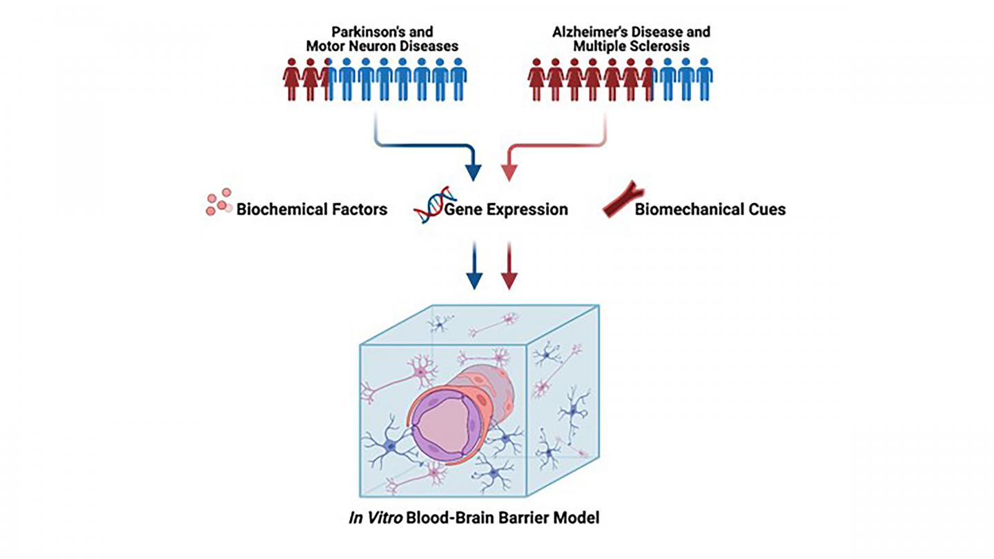 Human neurodegenerative diseases affect men and women differently