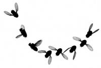 Fruit Fly Evasive Maneuver