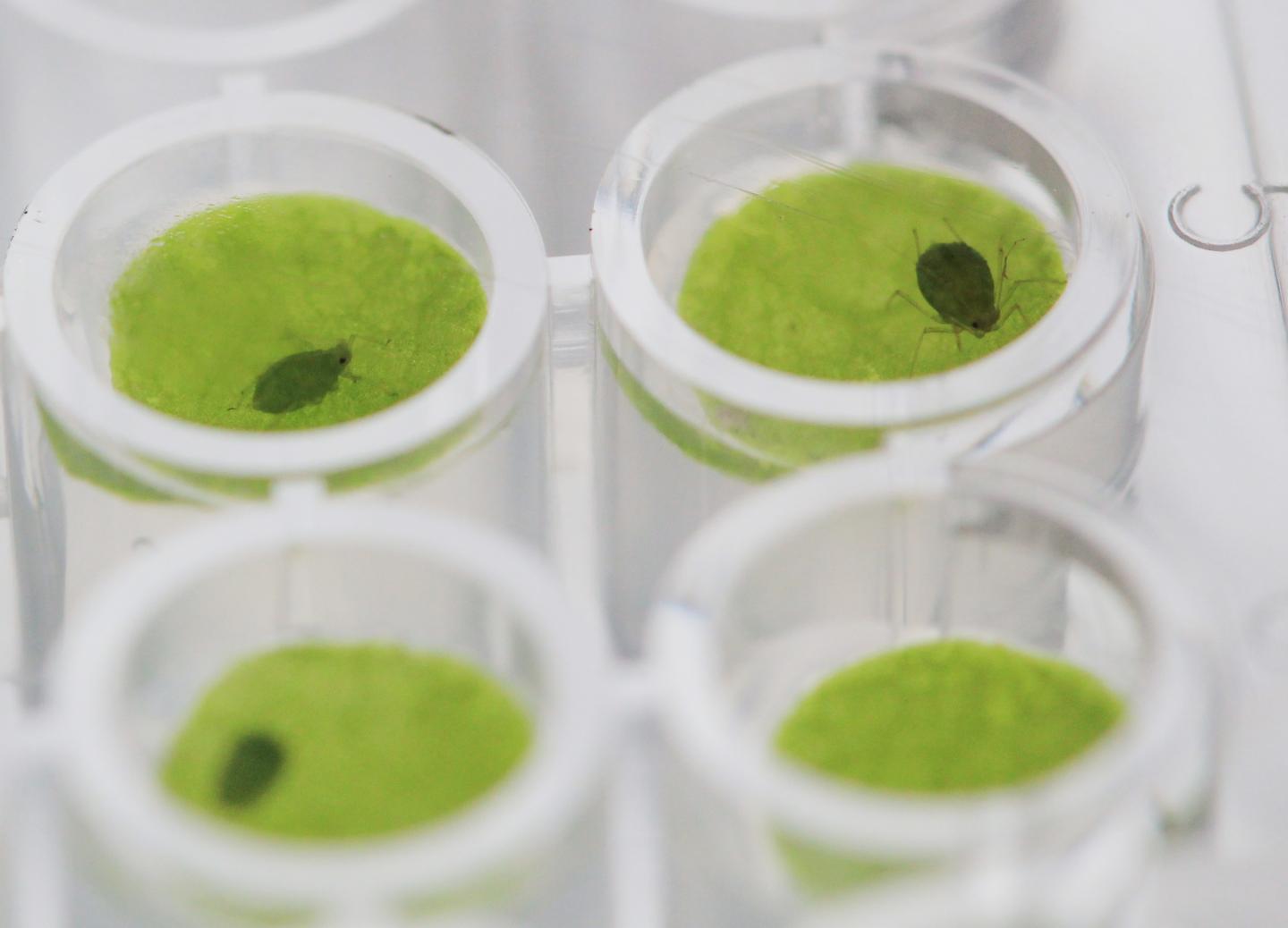 Aphids