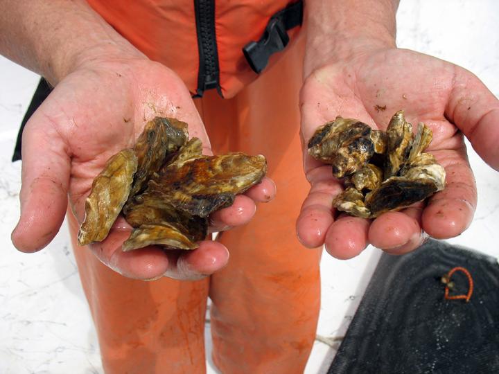 Oysters