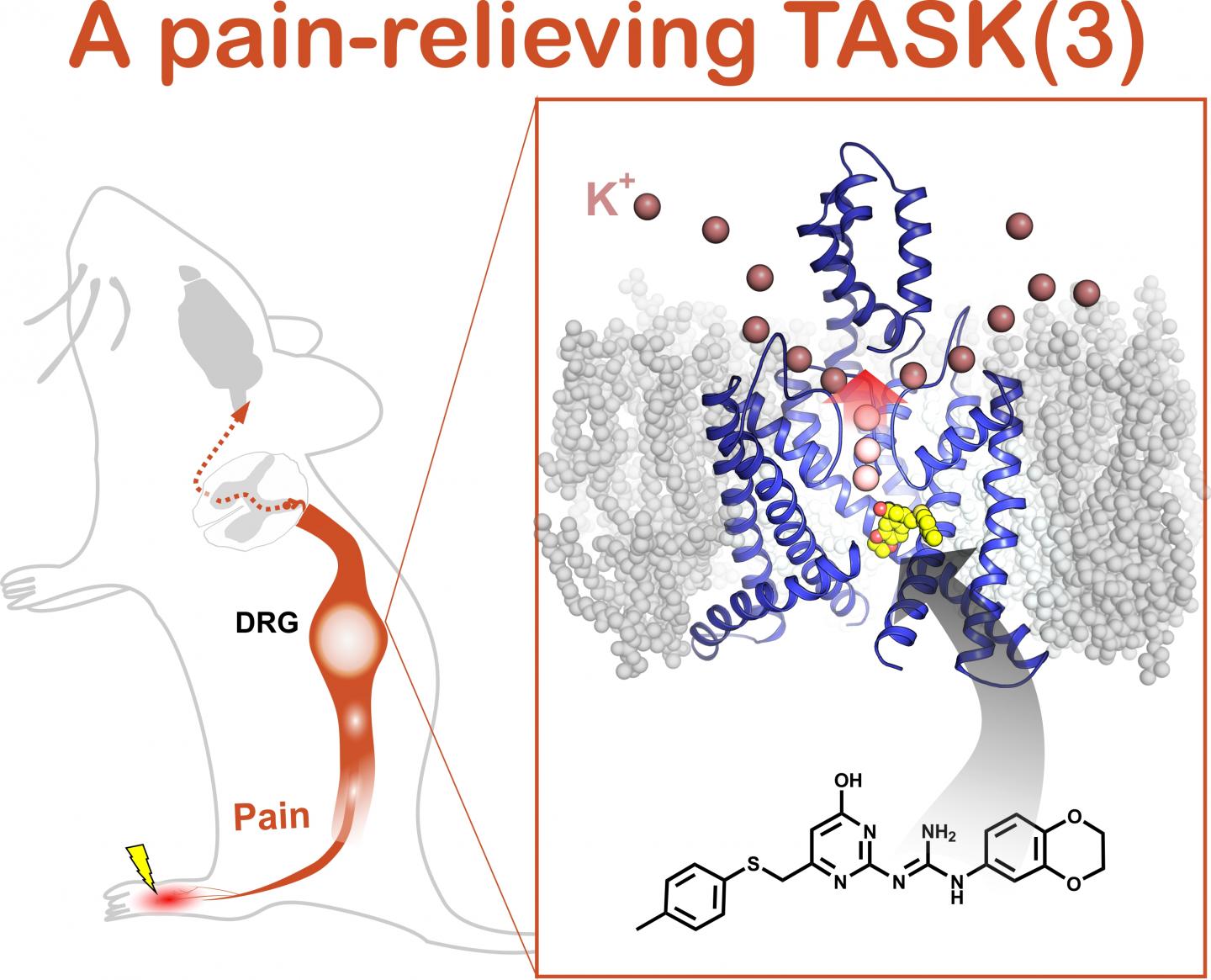 Potassium Channel Activator Is Up to the TASK of Pain Relief (1 of 3)