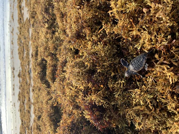 Loggerhead Hatchling