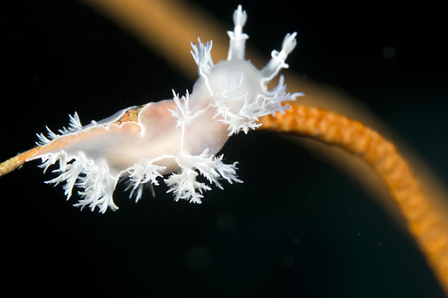 <i>Tritonia nudibranch</i>