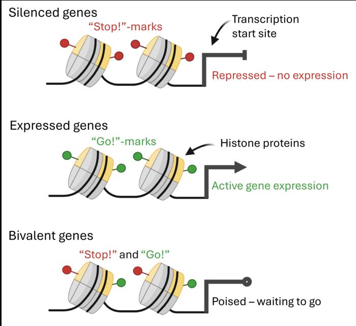 Figure 2 gene expression