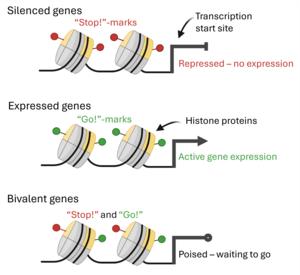 Figure 2 gene expression