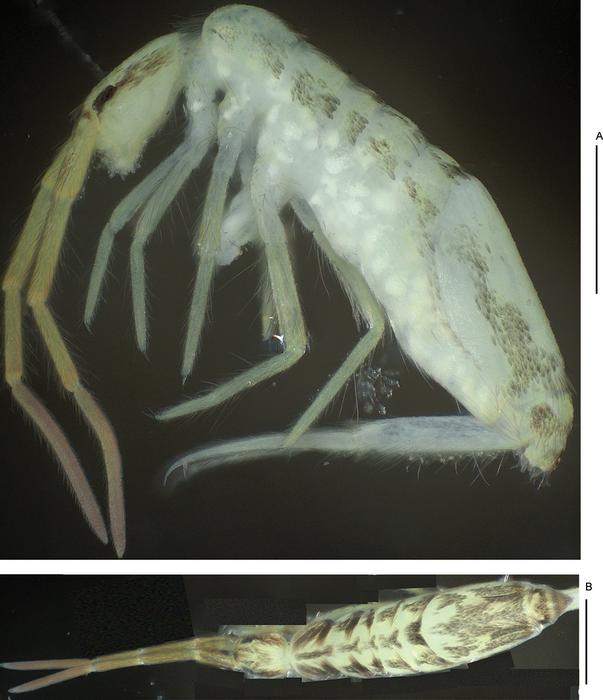 Lepidosira chongqingensis