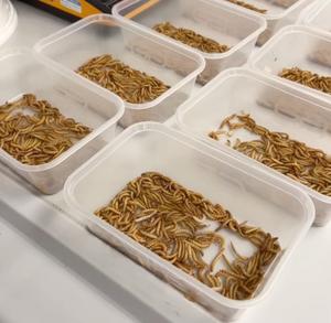 Mealworms