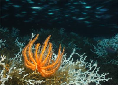 Science Research Led in Gulf of Mexico by Penn State Biologist to be Honored with US Award (2 of 2)