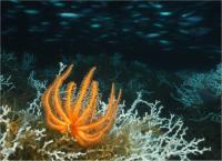 Science Research Led in Gulf of Mexico by Penn State Biologist to be Honored with US Award (2 of 2)