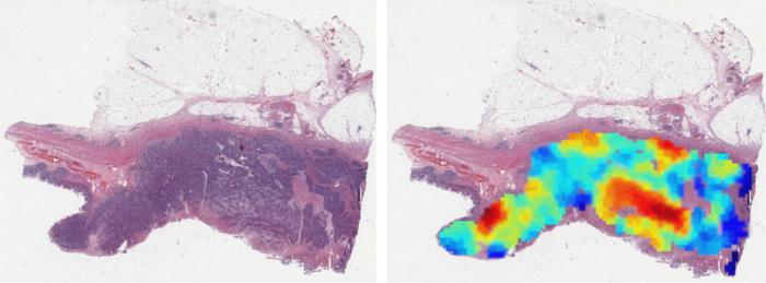 AI model image analysis.