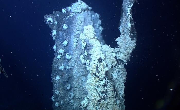 Deep sea worm fights ‘poison with poison’ to survive high arsenic and sulfide levels