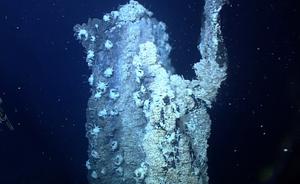 Deep sea worm fights ‘poison with poison’ to survive high arsenic and sulfide levels