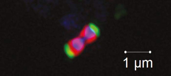 Akkermansiaceae cell