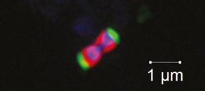 Akkermansiaceae cell