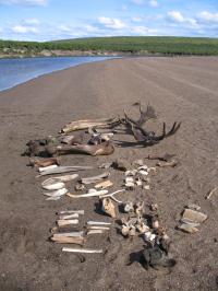 Bones on Riverbar
