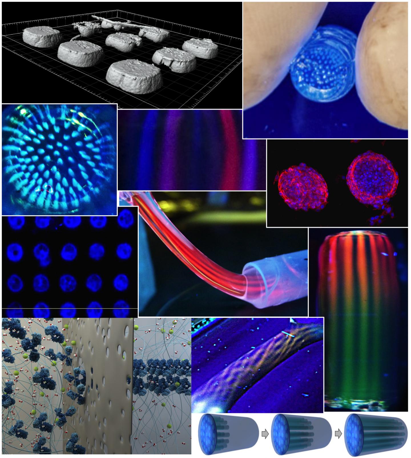 Protein Patterns 