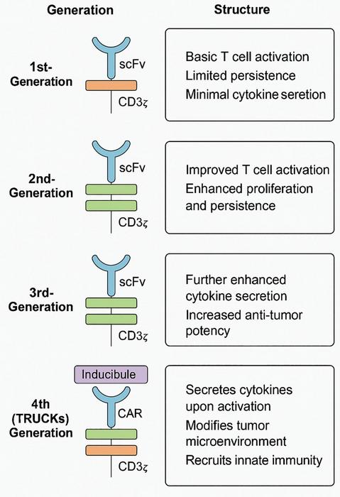 Overview of the evolution of CAR structures