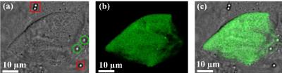 Single-Cell DNA Transfection