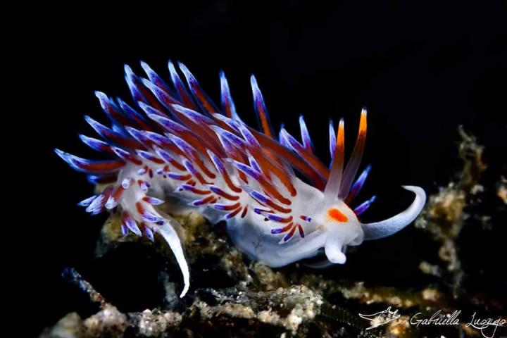 <i>Cratena peregrina</i>