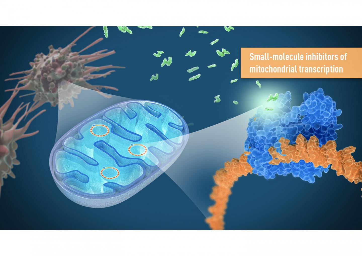 Mitochondrial inhibitor
