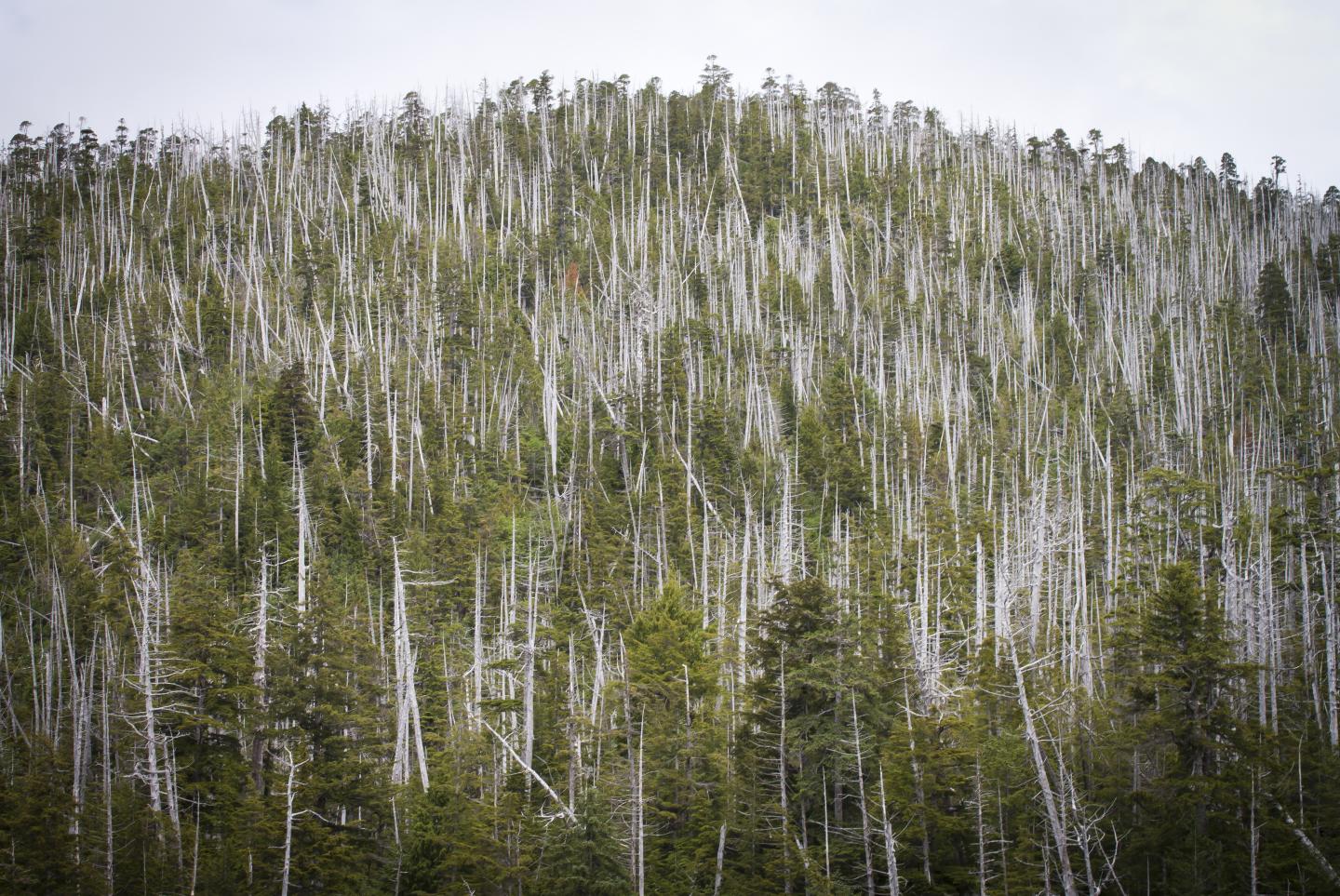 Yellow Cedar Decline