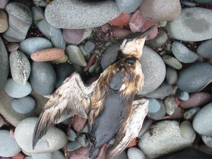 Oiled Common Murre