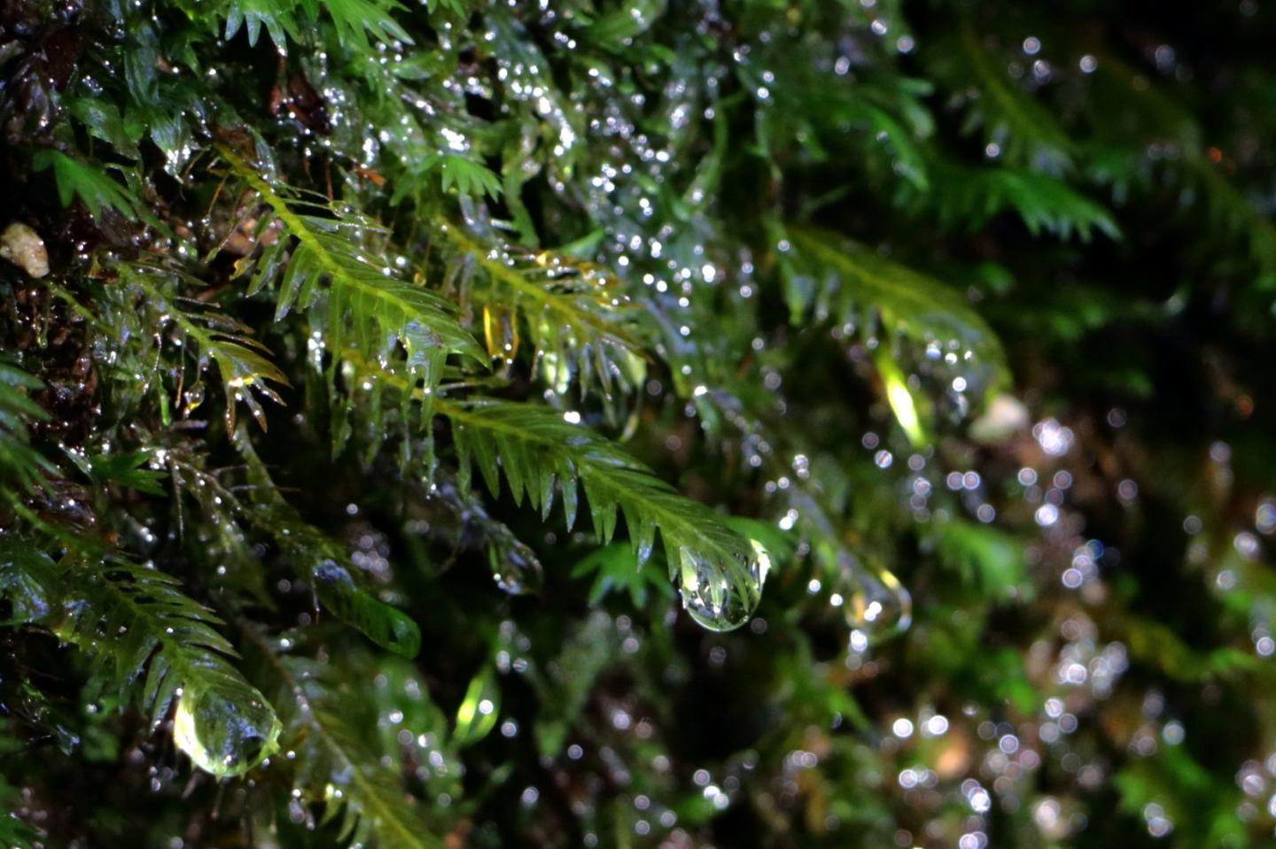 <I>Fissidens nobilis</I>