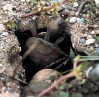 Turtle Hatchling Emerging from Nest