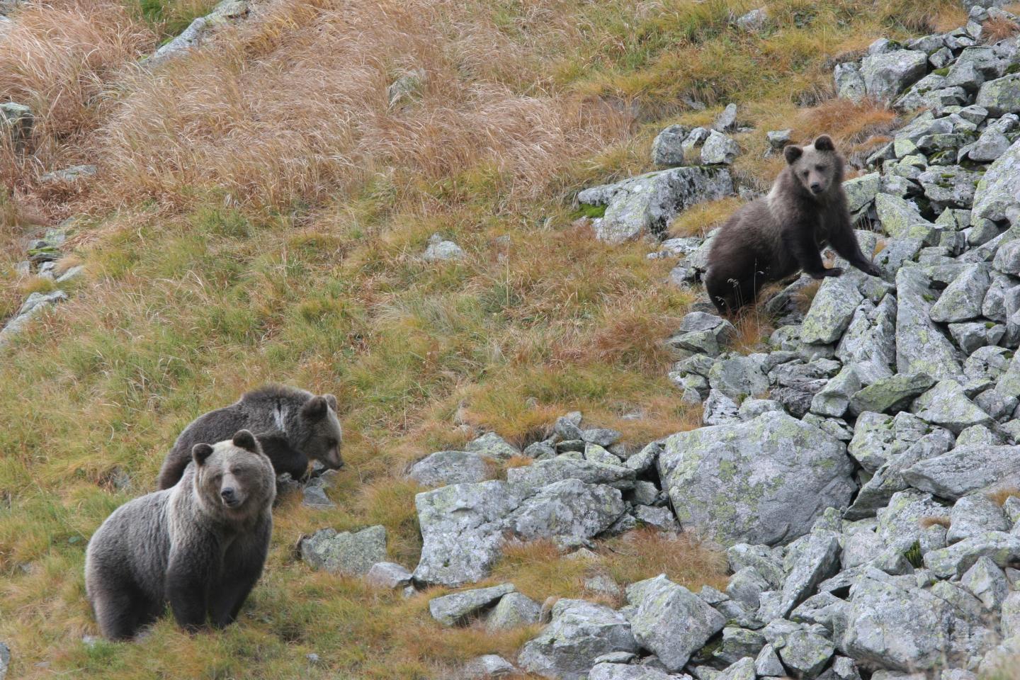 Brown Bears