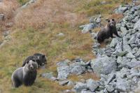 Brown Bears