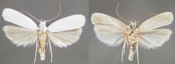 <em>Antaeotricha floridella</em>