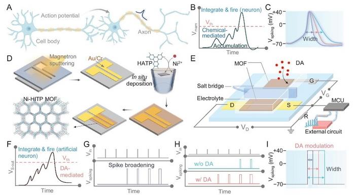 The MOF neuron