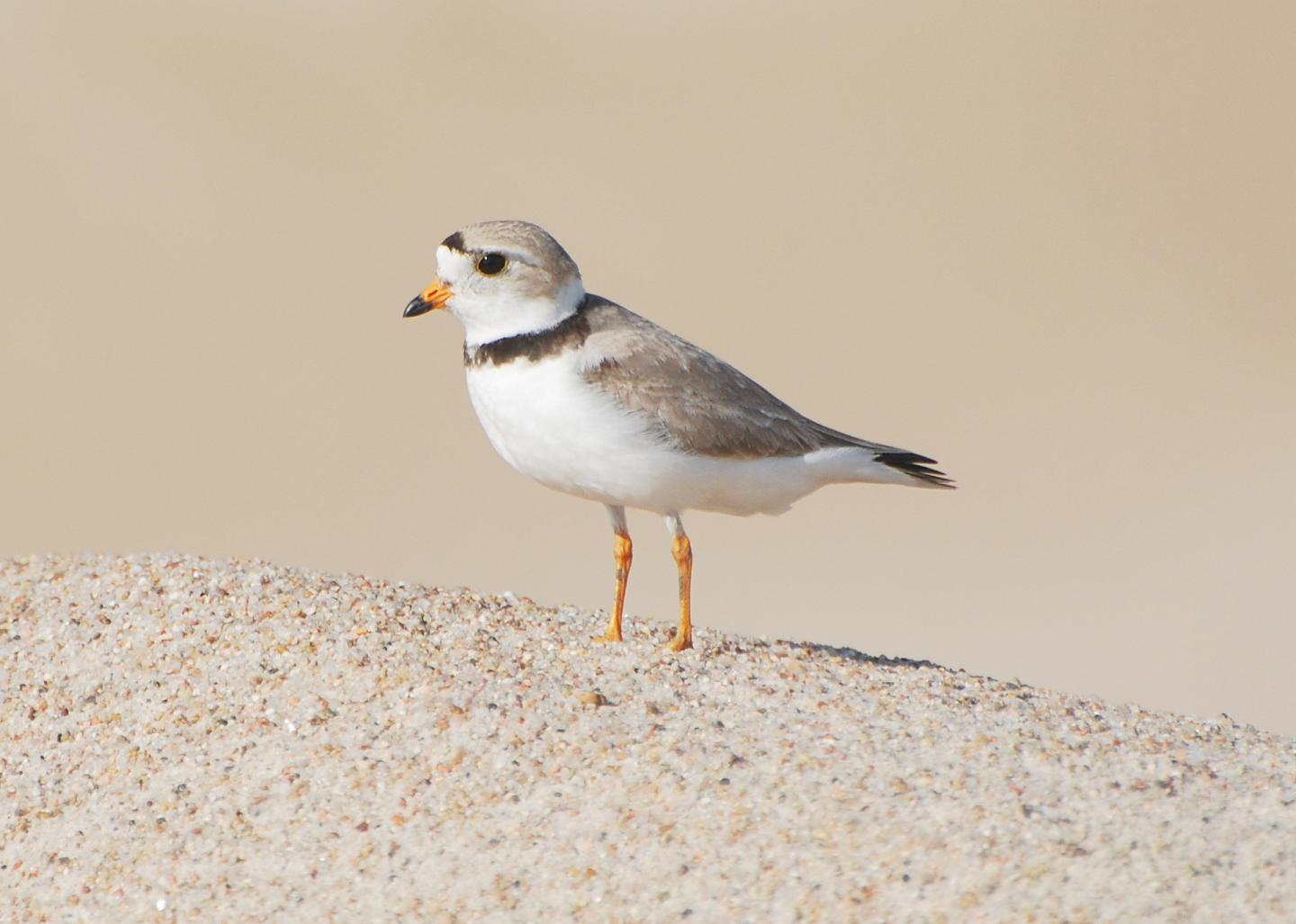 Piping Plovers Losing Breeding Habitat to Wetland Drainage