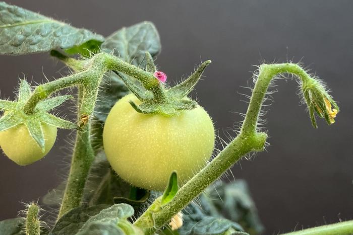 micronutrient delivery