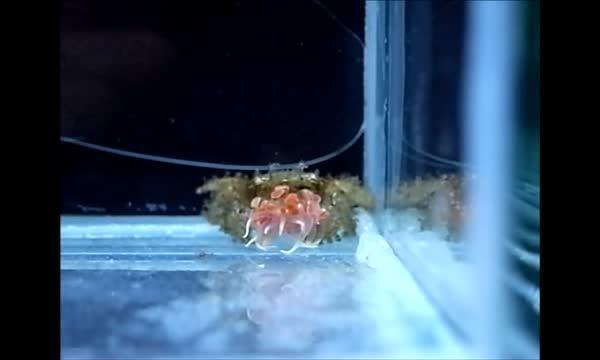 Splitting of an Anemone by a Crab Deprived of One Anemone