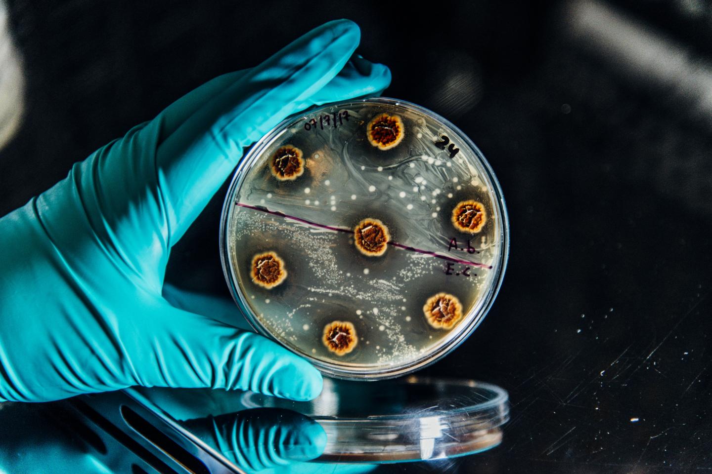 Bacteria in a Plate