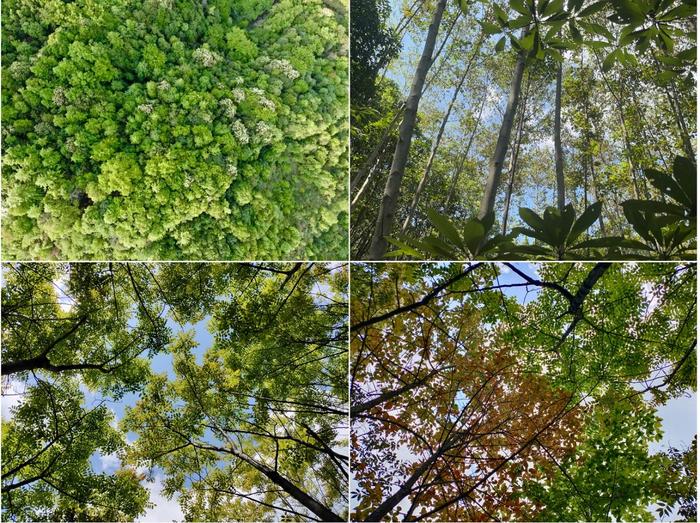 Canopy overview of plots with different species richness of BEF-China experiment