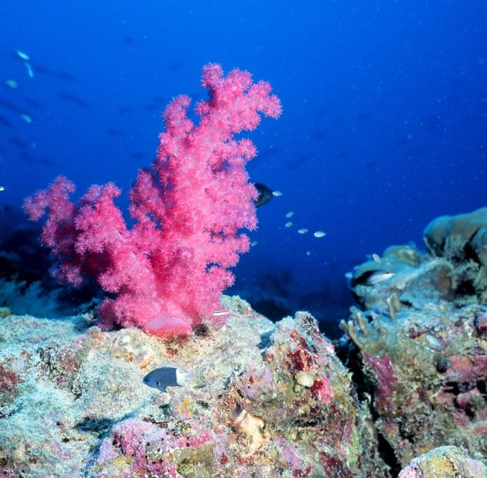 Coral