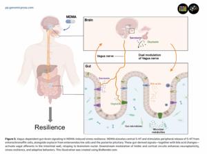 Vagus-dependent gut–brain signaling inMDMA-induced stress resilience.