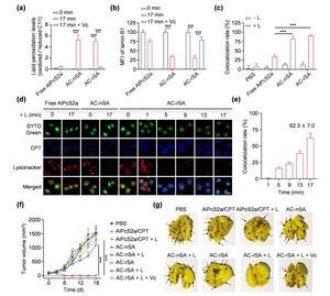 Photo-responsive supramolecular assemblies yield subcellular delivery into the nucleus via singlet oxygen-mediated cytosolic translocation and elevated nuclear envelope permeability.