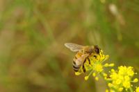 Honeybee