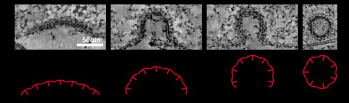 Vesicle Formation