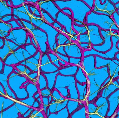 Retinal Vasculature