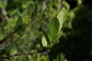We can't distinguish wild coca plants from those grown to make cocaine |  EurekAlert!