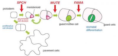 Stomata Development