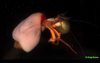 Crab and Anemone